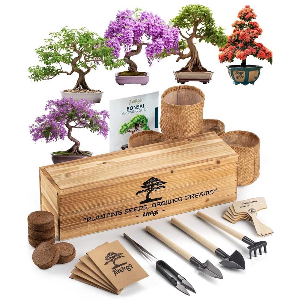 Beautiful Bonsai Tree Kit