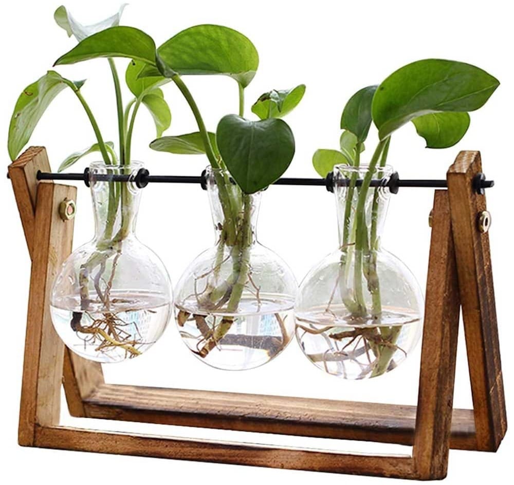 Plant Terrarium with Wooden Stand